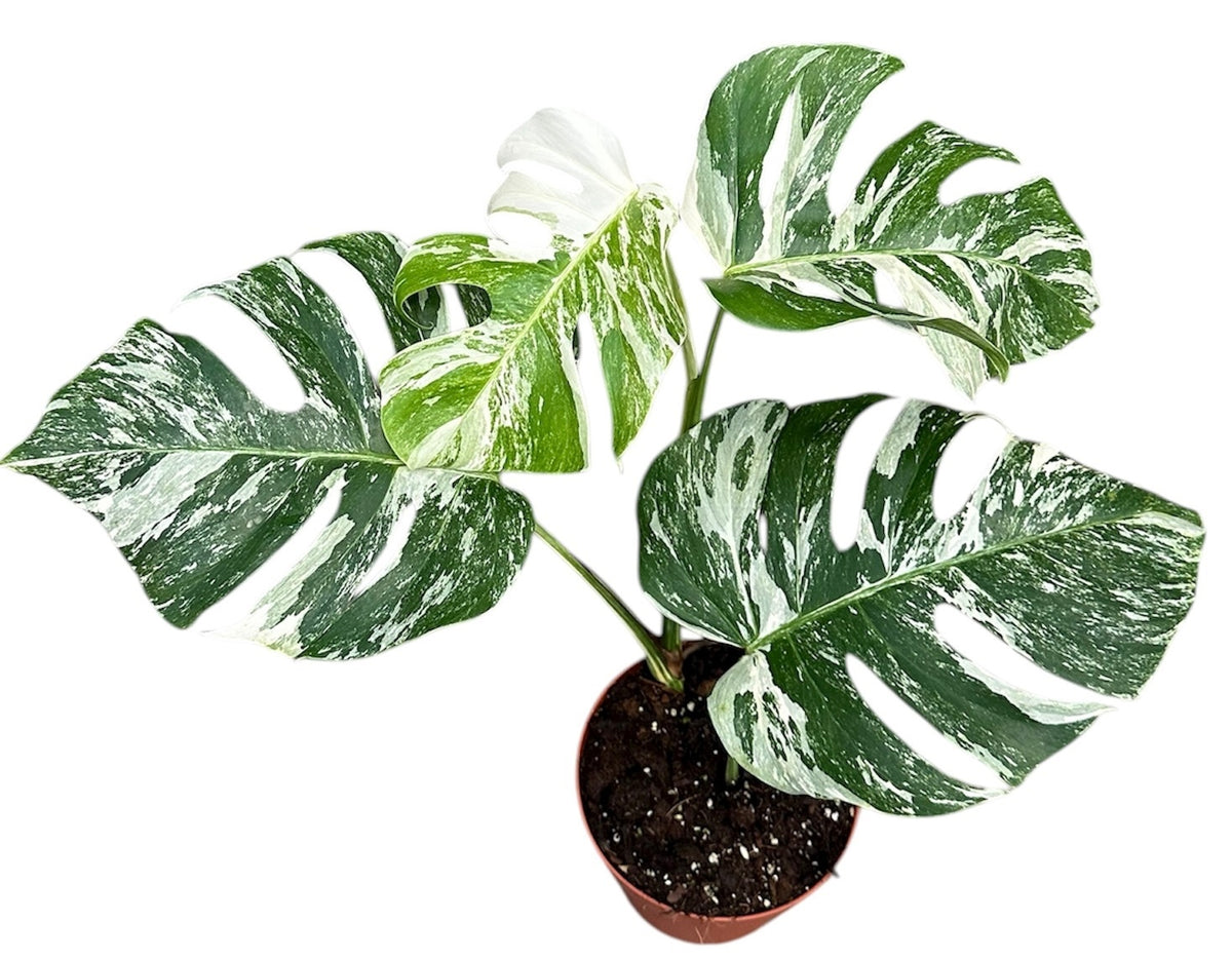 40 - 50cm Variegated Monstera Albo Cheese Plant 17cm Pot