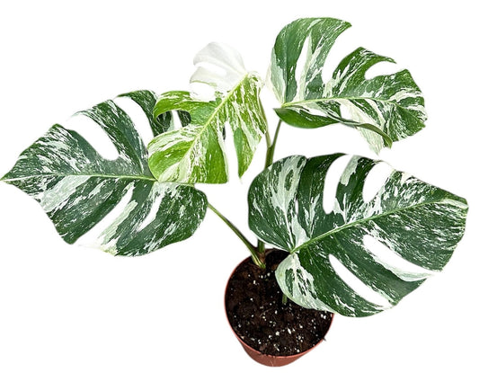 40 - 50cm Variegated Monstera Albo Cheese Plant 17cm Pot