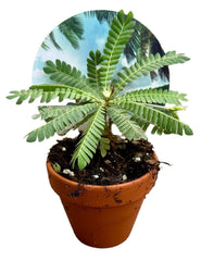 Biophytum Sensitivum 9cm Pot 15cm Height House Plant