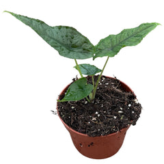 Alocasia Olanii 10.5cm Pot 15cm Height House Plant