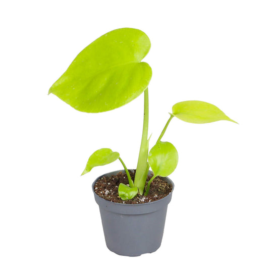 Golden Monstera Deliciosa 6cm Pot House Plant