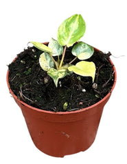 Variegated Philodendron Billietiae Variegata House Plant 8cm Pot
