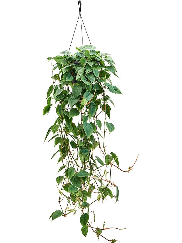 100 - 120cm XL Philodendron Scandens Pothos 28cm Hanging Pot House Plant