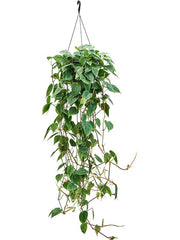 100 - 120cm XL Philodendron Scandens Pothos 28cm Hanging Pot House Plant