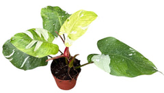 Aurea Fresh Philodendron 17cm Pot House Plant
