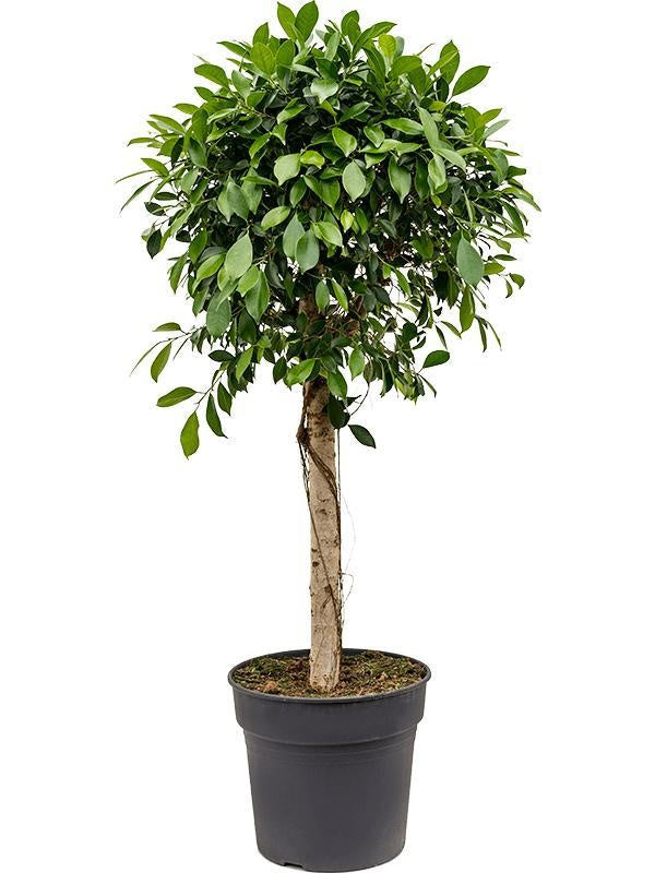 135 - 145cm Ficus Microcarpa Nitida 34cm Pot House Plant