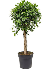 135 - 145cm Ficus Microcarpa Nitida 34cm Pot House Plant
