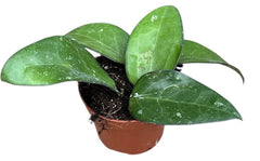 Hoya sp Malang House Plant 10,5 cm Pot