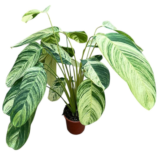 90 - 100cm Stromanthe Rolandicus 21cm Pot House Plant