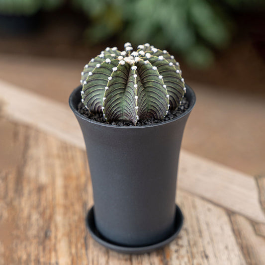 Gymno Cactus 'Black' XL Cactus House Plant in 10cm Pot