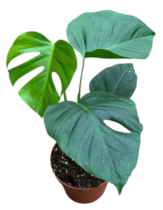 35 - 45cm Monstera Sierrana 17cm Pot House Plant