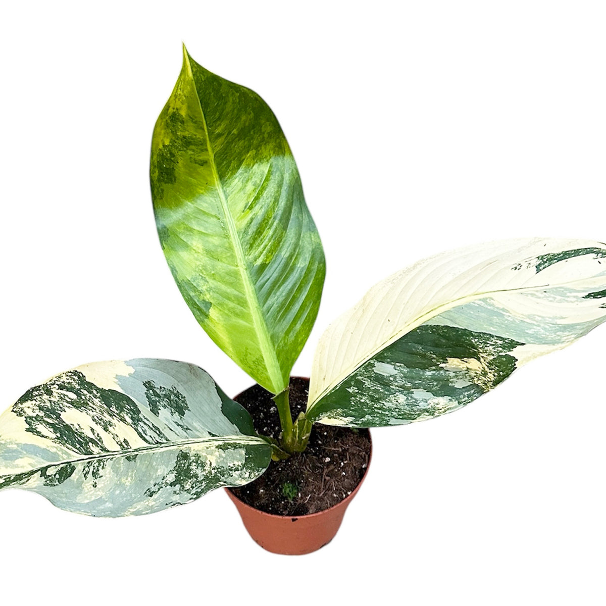 30 - 40cm Dieffenbachia Big Ben Variegata House Plant 17 m Pot