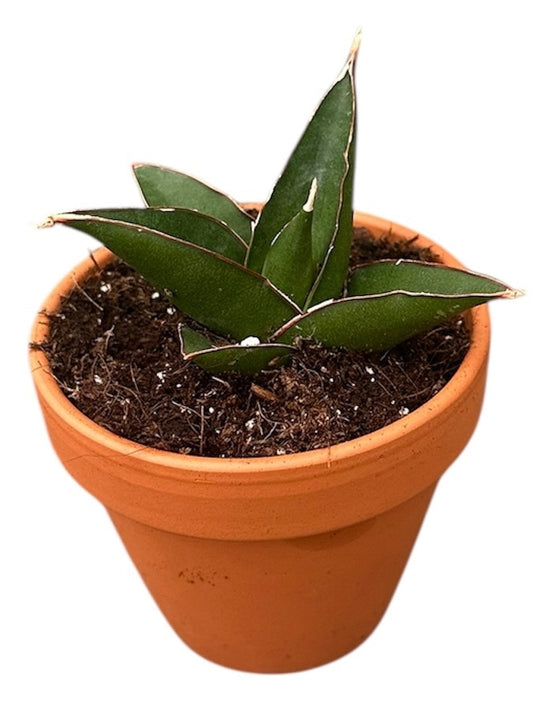 Sansevieria Tower Blue 8cm Pot 15cm Height House Plant