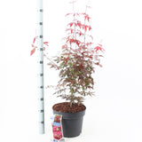 Acer Palmatum Atropurpureum 26cm Pot 100cm Shrub Plant Shrubs