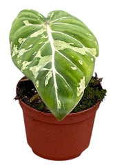 Philodendron Gloriosum Snow Leopard 10.5cm Pot House Plant