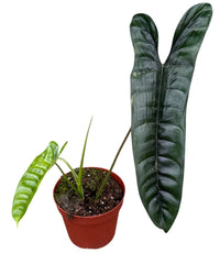 Philodendron Felix House Plant 10.5cm Pot