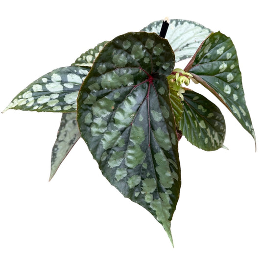 20 - 30cm Begonia Lucifer 14cm Pot