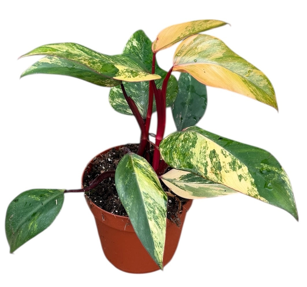 philodendron strawberry Philodendron Strawberry Shake House Plant 14 cm Pot – Plants For All Seasons