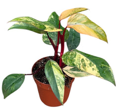 Philodendron Strawberry Shake House Plant 14 cm Pot