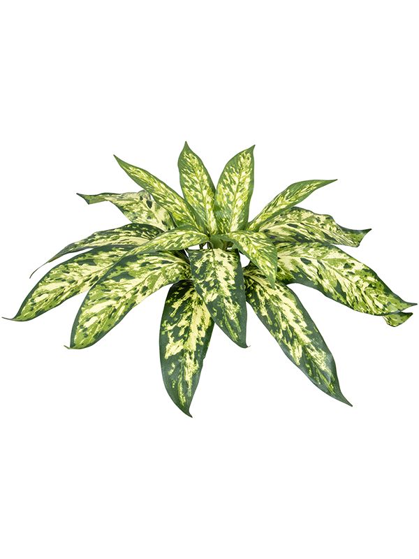 Aglaonema Artificial Plant Premium Faux 37cm Height Artificial Plants