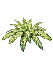 Aglaonema Artificial Plant Premium Faux 37cm Height Artificial Plants