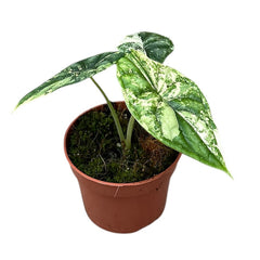 15 - 20cm Variegated Alocasia Dragon Scale House Plant 10.5cm Pot