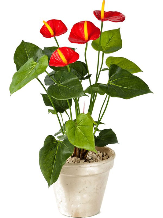 Anthurium Artificial Plant Premium Faux 56cm Height Artificial Plants