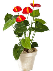 Anthurium Artificial Plant Premium Faux 56cm Height Artificial Plants