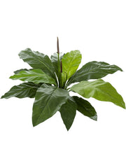 Anthurium Jungle King Artificial Plant Premium Faux 84cm Height Artificial Plants