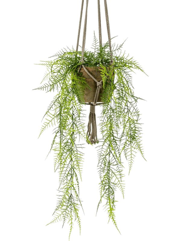 Asparagus Plumosus Artificial Plant Premium Faux 60cm Height Artificial Plants