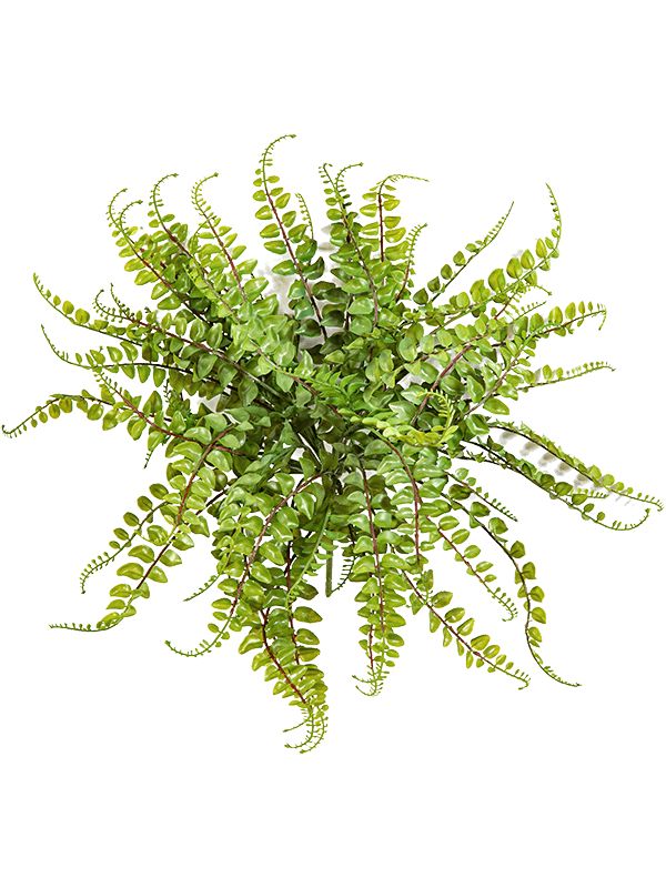 Asplenium Maidenhair Artificial Plant Premium Faux 40cm Height Artificial Plants