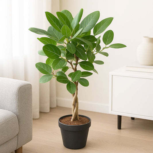 110 - 130cm Ficus Benghalensis Audrey with Twisted Stem XL Rubber Plant 24cm Pot House Plant