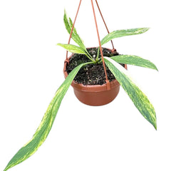 35 - 45cm Variegated Anthurium Vittarifolium House Plant 14cm Hanging Pot