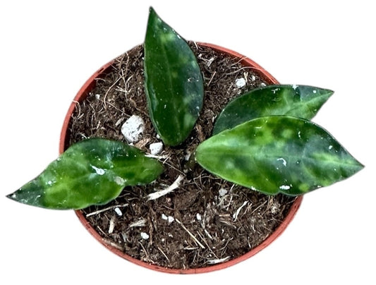 Hoya Lacunosa Amarillo 6cm Pot 8cm Height House Plant