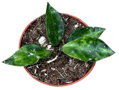 Hoya Lacunosa Amarillo 6cm Pot 8cm Height House Plant