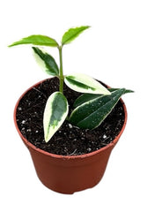 Hoya Bella Albomarginata 10.5cm Pot 10cm Height House Plant