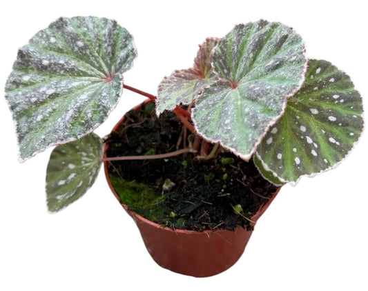 Begonia Snow Hare 8cm Pot 10cm Height House Plant