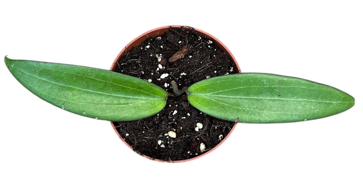 Hoya Cinnamomifolia 10.5cm Pot 10cm Height House Plant