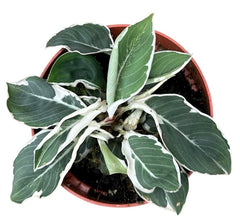15 - 20cm Homalomena Wallisii Camouflage Variegata House Plant 10.5cm Pot