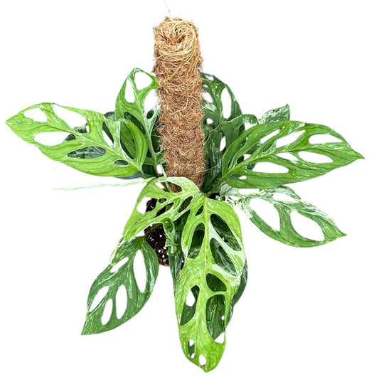 Monstera Adansonii Indonesian Marble House Plant 17cm Pot