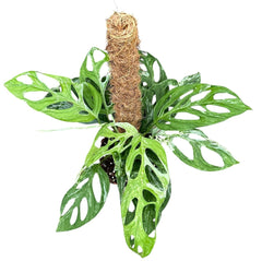 Monstera Adansonii Indonesian Marble House Plant 17cm Pot