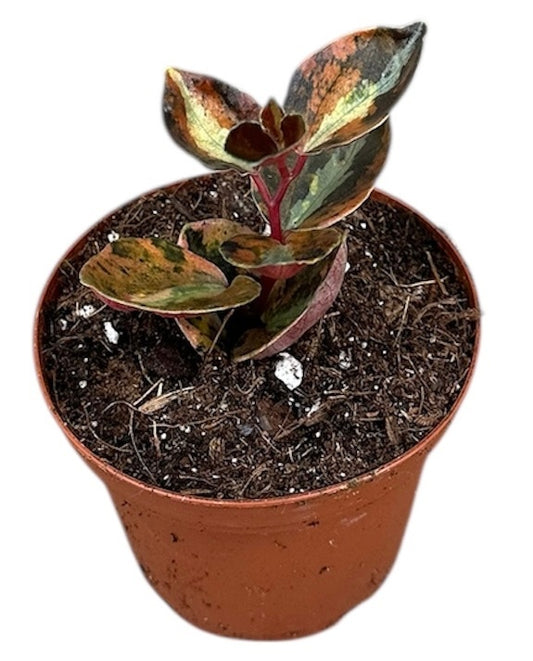 Peperomia Creme Brulee 8cm Pot 10cm Height House Plant
