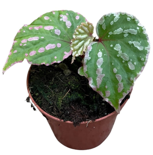 Begonia Cream Powder 8cm Pot 10cm Height House Plant