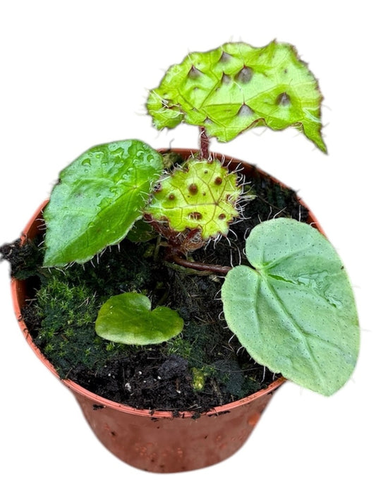 Begonia Ferox 8cm Pot 15cm Height House Plant