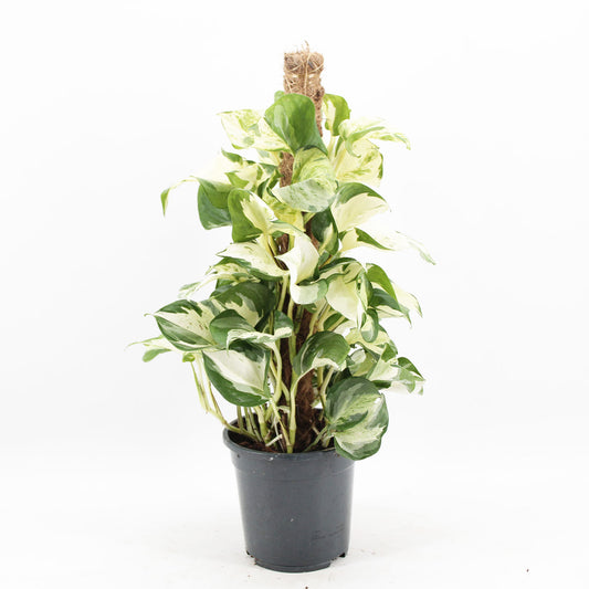 45 - 55cm Epipremnum Manjula on mosspole Scindapsus Pothos 17cm Pot House Plant