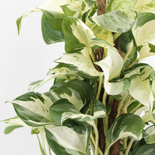 45 - 55cm Epipremnum Manjula on mosspole Scindapsus Pothos 17cm Pot House Plant