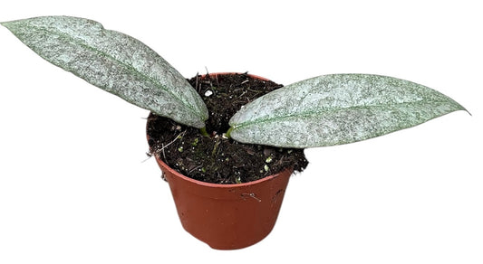 Hoya Mitrata Silver 8cm Pot 10cm Height House Plant