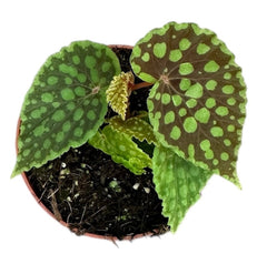 Begonia Chlorosticta 8cm Pot 15cm Height House Plant