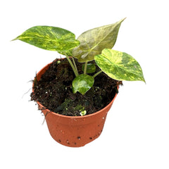 15 - 20cm Alocasia Wentii Aurea House Plant 10.5cm Pot