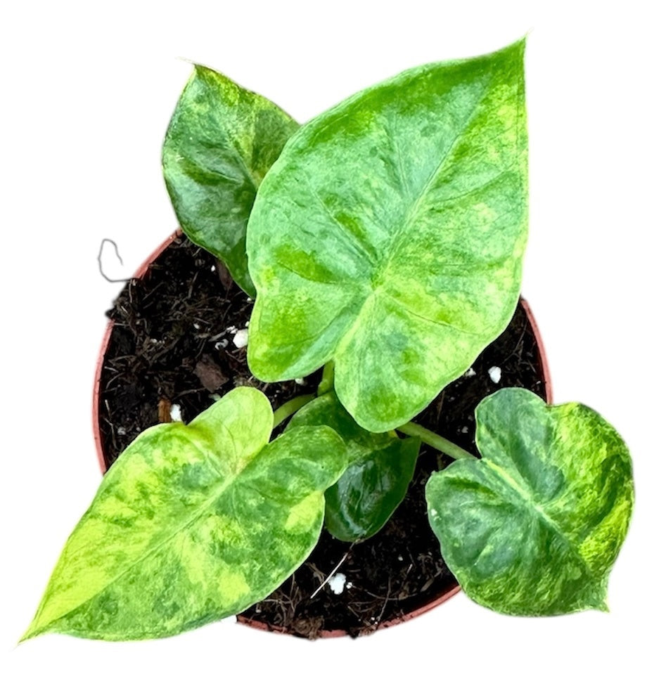 Alocasia Gageana Aurea 8cm Pot 10cm Height House Plant